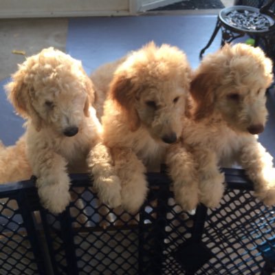 Goldendoodle Galore Puppies is a Hobby Breeder of Standard and Medium size Goldendoodle puppies.  Healthy, vet certificate, UTD shots, Housebroken. 561-613-1622