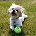Pixie (@pixiethecutepup) Twitter profile photo Pixie (@pixiethecutepup) Twitter profile photo
