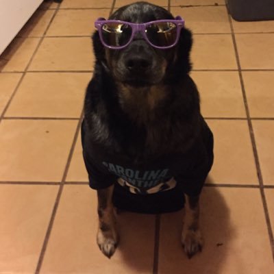 SirStaypuft's profile picture. Nerd. DM. #Critter