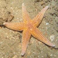 SeasearchMCS (@_seasearch) 's Twitter Profile