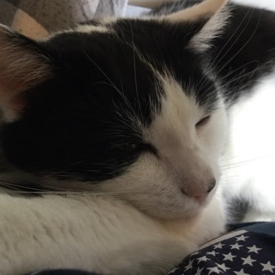 BertieBoycat Profile Picture