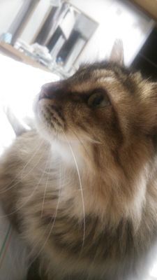 purokion25's profile picture. 