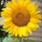 csrfund's profile image