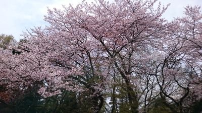 ayakeifushu's profile picture. 編集中です。