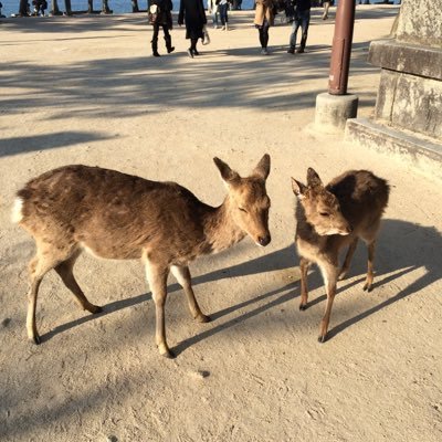 adgadgadgaa's profile picture. 