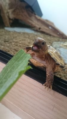 Joyce Cassell - 🐢. I'm 1and a half and I live in a cool house my owner built for me!👍check out my youtube channel : mark cassell,the life of joyce