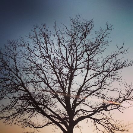 un dottore forestale e il suo blog: https://t.co/gbPmEwZtct
uno sguardo su alberi, animali e scienza