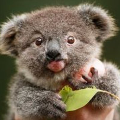 . Dream of one day cuddling a Koala. Aortic Dissection survivor