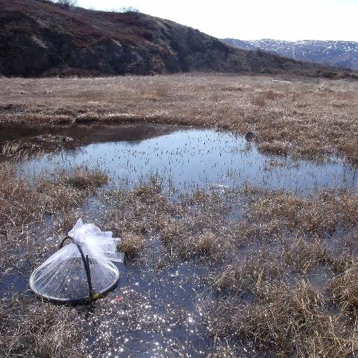 Network for Arthropods of the Tundra