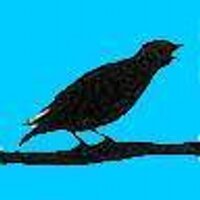 Matt Wardman - @mattwardman.bsky.social (@mattwardman) Twitter profile photo