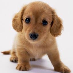 癒される 犬の可愛い画像集 Auf Twitter 赤ちゃん大好きなんだね