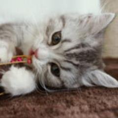 x2ch_bot's profile picture. 気になったコトを２ｃｈからまとめてきたにゃー。みるにゃー。［相互フォロー］リフォロー率ほぼ100％