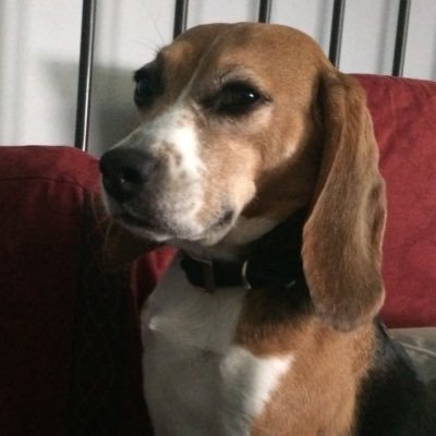 Beagle, friend, scoop-lover. I live with Boobs and Notboobs plus brown dog, white dog & tortie dog. I love chicky and boobs and #straightbeagling.