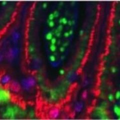 My lab at Brown University studies host-microbiome interactions in the gut.