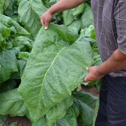 BroadleafCigars's profile picture. 