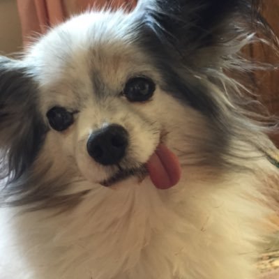 AritoSui's profile picture. フィギュアスケート⛸テニス🎾その他日常。雑多に呟きますが低浮上（オタ活に気が済んだら戻ります）ヘッダーは2017.02二子玉