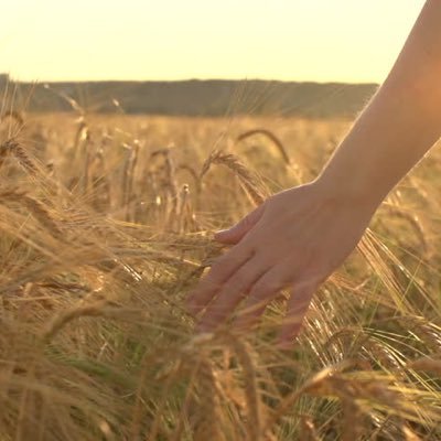 At the intersection of inspiration, hands and wheat collide. This account will inspire YOU and provide tips to improve your own shot of hands in wheat.