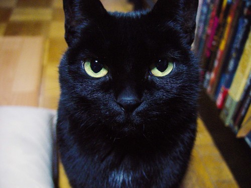 kuro22222's profile picture. 埼玉県在住、都内勤務の会社員。  やや右寄り、腹黒。  好きなもの:猫、エアロスミス、海音寺潮五郎作品  嫌いなもの:民進党とそこから派生した政党、社民党、共産党、韓国