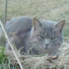 CSuzuki9876's profile picture. 山里に捨てられ生き延びる猫たちを見守る