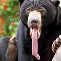 Все о животных (@ifactsaboutanim) 's Twitter Profile
