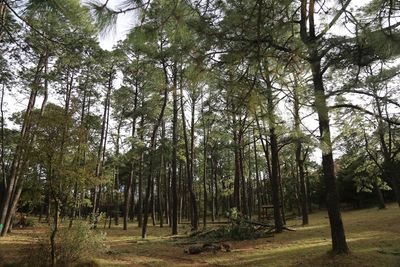 Wiskey73sQSL's profile picture. Me apasion: Campismo, Radioaficion, Acuariofilia.