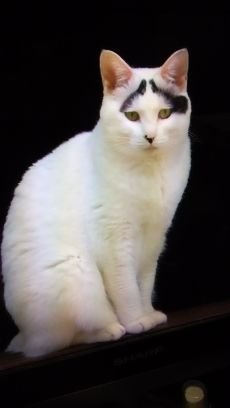 1045suwa's profile picture. 占い研究と、アイドルと星空が好きな男性です。夜の空を見上げ幸運星の木星を見つけるのが得意。