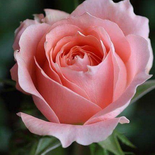 khensousc83's profile picture. 