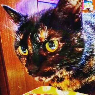 MaeBig's profile picture. コワいけどカワイイでしょ(^^)
ギャンブラーだニャン！