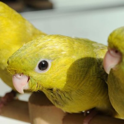 PARAKEET (@TokyoParakeet) / X PARAKEET (@TokyoParakeet) / X