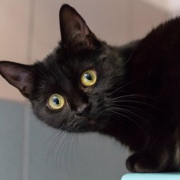 sinonome_nosora's profile picture. ただのオタク。発言致しませんのでフォロバはなさらなくても結構です。アニメやお笑い、Vや競馬などいろいろ好き。成人済み。