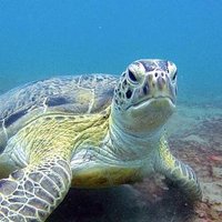 SCUBA Travel (@scubanews) 's Twitter Profile Photo SCUBA Travel (@scubanews) 's Twitter Profile Photo