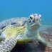 SCUBA Travel (@scubanews) Twitter profile photo SCUBA Travel (@scubanews) Twitter profile photo