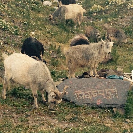 (འཇམ་དབྱངས་ནོར་བུ། 马陶德) Anthro PhD. Tibetan Medicine in Amdo ཨ་མདོ and beyond. #linganth #medanth #STS @toddpmarek.bsky.social @toddpmarek@mastodon.social