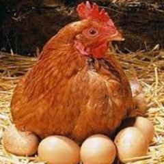 BasonsPoultry's profile picture. Established over 50 Years. Nationwide Suppliers of Quality Poultry. All Fully Vaccinated Stock. Fast Delivery to Your Door.