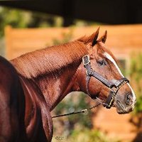 Solera Farm (@solerafarm) 's Twitter Profile