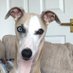 Ziggy (@stunningwhippet) Twitter profile photo Ziggy (@stunningwhippet) Twitter profile photo