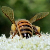 OSU Honey Bee Lab (@osuhoneybeelab) 's Twitter Profile