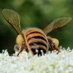 OSU Honey Bee Lab (@osuhoneybeelab) Twitter profile photo OSU Honey Bee Lab (@osuhoneybeelab) Twitter profile photo