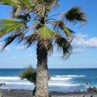 tenerife(@tenerife) 's Twitter Profileg