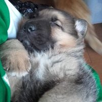 Leo (@leledu9145) 's Twitter Profile