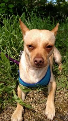 I am a Chihuahua-Terrier who stands up for the little guy. Soy un Chihuahua-Terrier quien defiende a los de abajo.