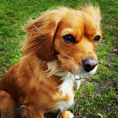 The cutest Cavapoo in South London & chief chocolate chooser @harrysemporium