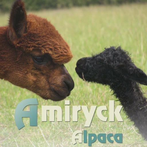 AlpacasUK's profile picture. Breeding top quality coloured alpaca. We have alpacas for sale which would be suitable from anyone wanting to start up a herd to companion animals.