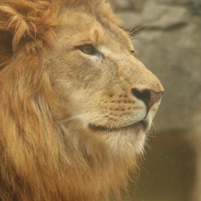 トウヤ アレンの大ファン 公私ともに忙しくて 今年まだ動物園に行けてない スマホやパソコンの壁紙 をトウヤ達の写真にして 開くたびにほっこり癒してもらってます