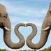 ELEPHANTS (@ElephantsFund) Twitter profile photo