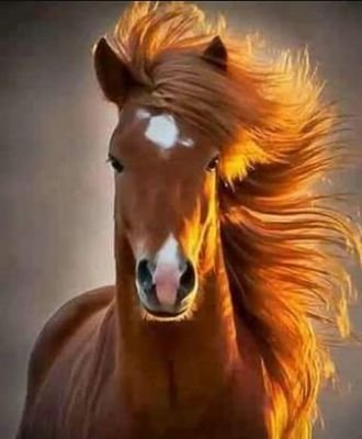 121233es's profile picture. أحب السفر ورحلات في البراري