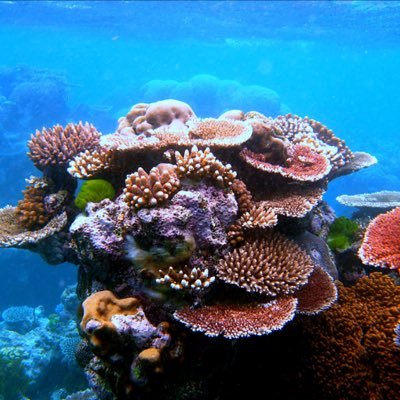 This account promotes the protection of coral reefs. With awareness about the problem of coral bleaching we can work together and protect the reefs.