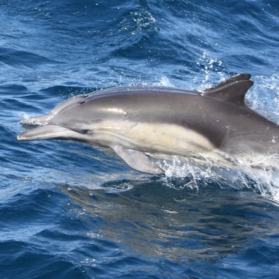 Harbor Breeze Cruises offers daily whale watching and harbor cruises in addition to boat charters for special occasions! #WhaleWatch #HarborTour