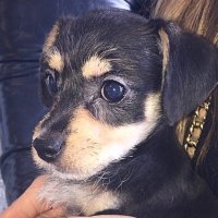 🐶 DareDevilTheDog 🐶 {PARODY FANPAGE} (@daredevilthedog) 's Twitter Profile