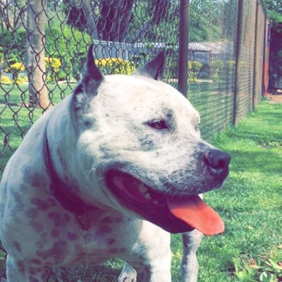 Smashing the hatefulness towards mean breeds. Bringing awareness about the lovable pitbull breeds! Help change the lives of these amazing dogs!